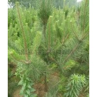 春季油松苗木怎樣修剪