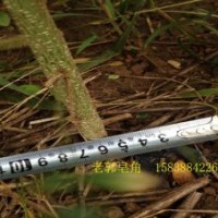 清地處理皂角樹苗 當年苗 兩年苗