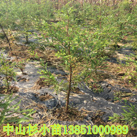 3公分中山杉 3公分中山杉