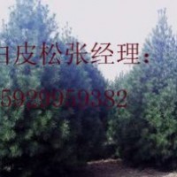 3－4米白皮松大量供應(yīng)（長(zhǎng)期有效）