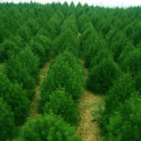 供應(yīng)定制白皮松，油松