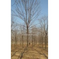 15公分老白蠟價格