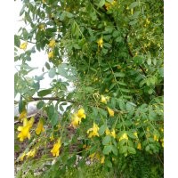 出售梧桐樹9——12公分的