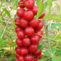 ★鈣果苗價(jià)格、農(nóng)大鈣果苗、山西鈣果苗、鈣果苗