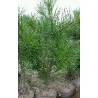 50公分白皮松大量出售