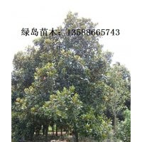 供應浙江廣玉蘭、杭州廣玉蘭、最新廣玉蘭價格咨詢