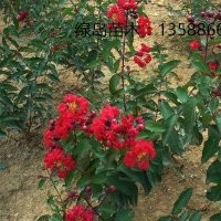 供應浙江紫薇、美國紫薇小苗、紅火箭紫薇小苗基地