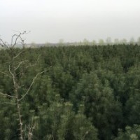 天一白皮松苗木有限公司