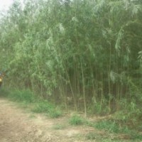 供應(yīng)：小美旱、垂柳、金葉榆、白榆、國(guó)槐