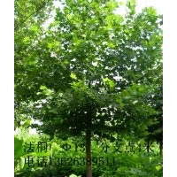 山東淄博13CM法桐