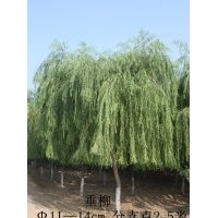 山東淄博11-14CM垂柳