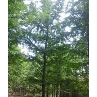 苗圃供應(yīng)嫁接銀杏、直生銀杏