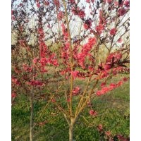 紅葉碧桃，5-6公分紅葉碧桃，7-8公分紫葉碧桃