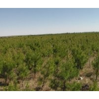 康禾苗木整體轉(zhuǎn)讓