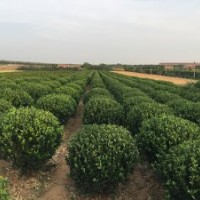 供應(yīng)山東招遠(yuǎn)大葉黃楊球苗