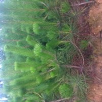 供應莒南黑松苗 黑松苗木