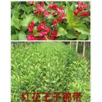 紅花王子錦帶扦插苗