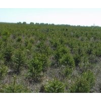 張家口康禾苗木基地整體轉(zhuǎn)讓