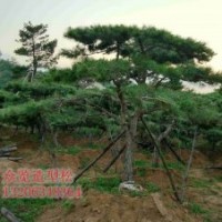供應(yīng)胸徑18公分造型黑松6層冠樹(shù)形優(yōu)美