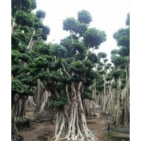 重慶提根嫁接小葉榕樁頭/永秀榕樹(shù)基地/造型吊根景觀(guān)榕樹(shù)樁頭
