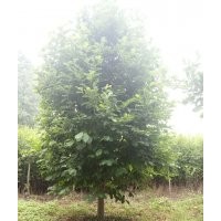 供應(yīng):紅 ，白 ，紫玉蘭 ，二橋玉蘭1-60