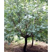 石楠，黃楊， 楓楊， 叢生黃櫨