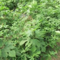 構(gòu)樹苗,鑫森源,構(gòu)樹苗生產(chǎn)基地