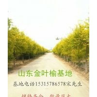 金葉榆 金枝槐供應(yīng)
