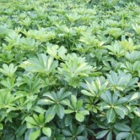 廣西南寧市供應(yīng)小葉欖仁，秋楓，藍(lán)花楹等綠化苗木