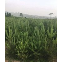 山西絳縣供應(yīng)樟子松