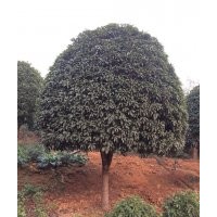 供應(yīng)香樟，桂花，廣玉蘭，羅漢松，樂(lè)昌含笑，紅花繼木，紅葉石楠