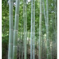 剛竹、金鑲玉竹、箬竹、青皮竹