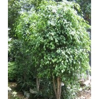 供應(yīng)小葉榕 小葉榕樹苗 鳳凰木 鳳凰木樹苗 九里香