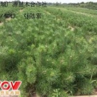 50公分營(yíng)養(yǎng)杯白皮松大量出售