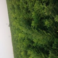 出售雙季槐樹苗木