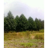 常年供應(yīng)各規(guī)格紅楓，雞爪戚，紫薇，紅葉李，櫻花，廣玉蘭，紅白