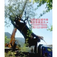 誠(chéng)信四季青苗木