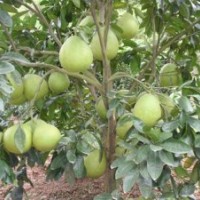 供應(yīng)檸檬 楊梅樹(shù)苗 枇杷樹(shù)苗 蜜油樹(shù)苗 板栗樹(shù)苗 柚子樹(shù)苗 香妃樹(shù)