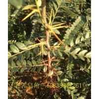 正宗大刺 皂角樹苗