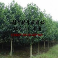 6-8公分樂昌含笑價(jià)格