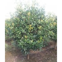 本場特供各種蕭山精品苗木