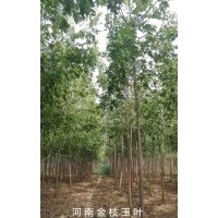 出售：金葉復(fù)葉槭