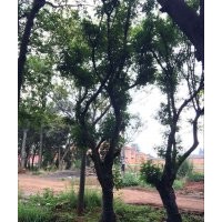 出售滇樸，黃連木，清香木，馬櫻花，皂角