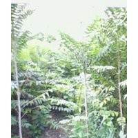 銷售供應(yīng)千頭椿苗，臭椿苗，椿樹苗