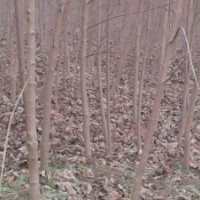 拋售10萬櫸樹小苗