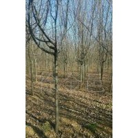 供應優(yōu)質(zhì)木瓜樹