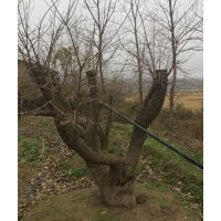 河南東潤流蘇樹小苗基地大量供應(yīng)