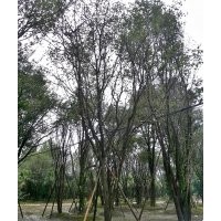 供應(yīng)成都茶條槭 成都熟貨茶條槭