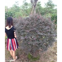 廣東供應(yīng)紅繼木