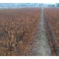 大量供應(yīng)欒樹(shù)一年生小苗